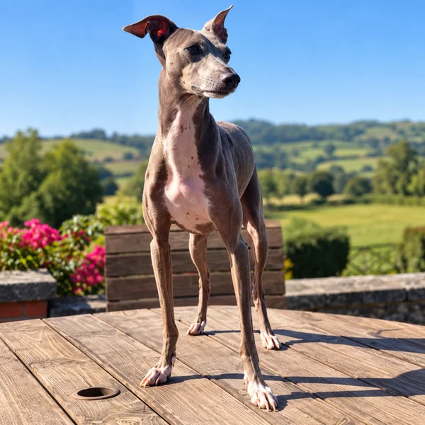 Arty, the sub-editor, in the Somerset countryside